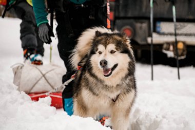 Üzerinde gri ve beyaz kürk ve koşum takımları bulunan Alaska Malamute kayakçıların kayak ekipmanları taşımasına yardımcı oluyor