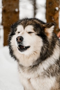Muhteşem gözlerin portresi Gri ve beyaz Alaska Malamute köpeği