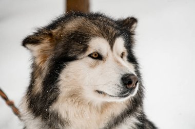 Beyaz ve gri kürklü büyük Alaska Malamute 'sine odaklan