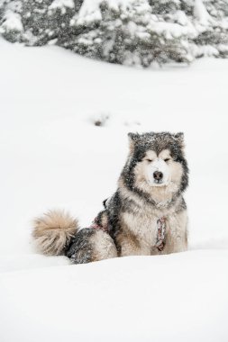 Gri ve beyaz kürklü güzel kızak köpeği Alaska Malamute 'un fotoğrafı