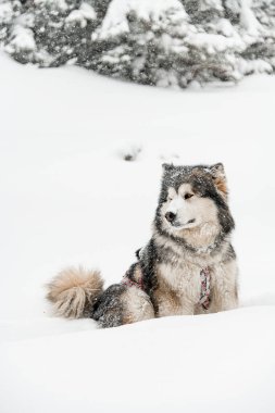 Fotoğraf: kızak köpeği Alaska Malamute Gri ve beyaz kürklü