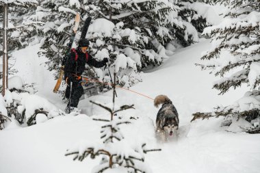 Kayak yapan erkek kayakçı kızak köpeği Alaska Malamute tarafından çekildi.