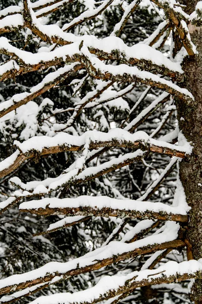 Biały śnieg na gałęziach drzew w mroźny zimowy dzień, zbliżenie. — Zdjęcie stockowe