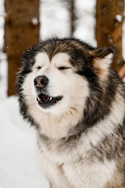 Porträtt av en vacker ögon sluten grå och vit Alaska Malamute hund — Stockfoto