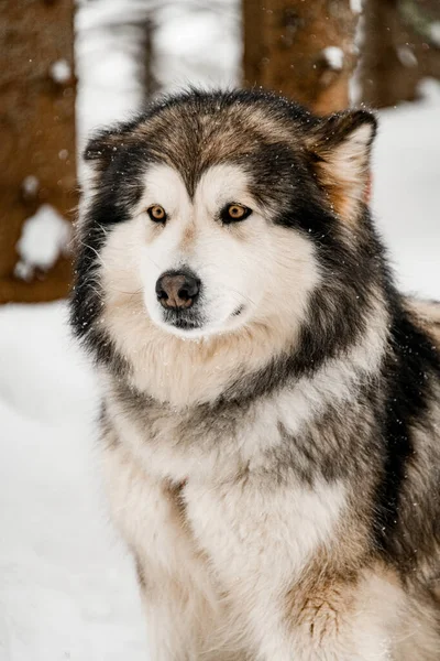 Focus selettivo su triste cercando grigio e bianco Alaskan Malamute cane — Foto Stock