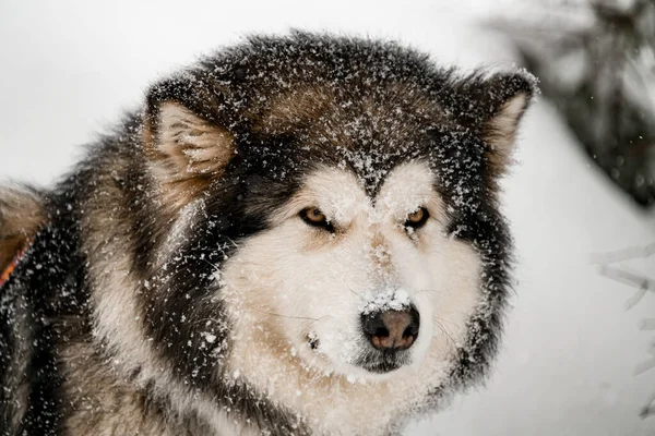 Närbild porträtt av en enorm Alaska Malamute med ett hotfullt utseende — Stockfoto