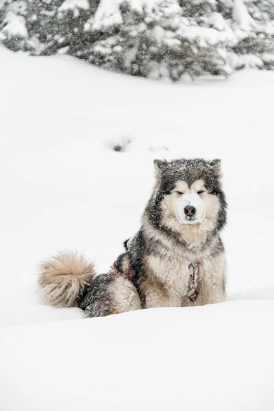 Foto de hermoso perro de trineo Alaska Malamute con piel gruesa gris y blanca —  Fotos de Stock