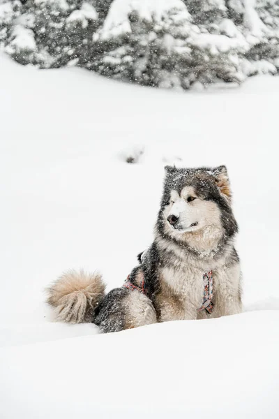 Fénykép szánkó kutya Alaskan Malamute szürke és fehér vastag szőrme — Stock Fotó
