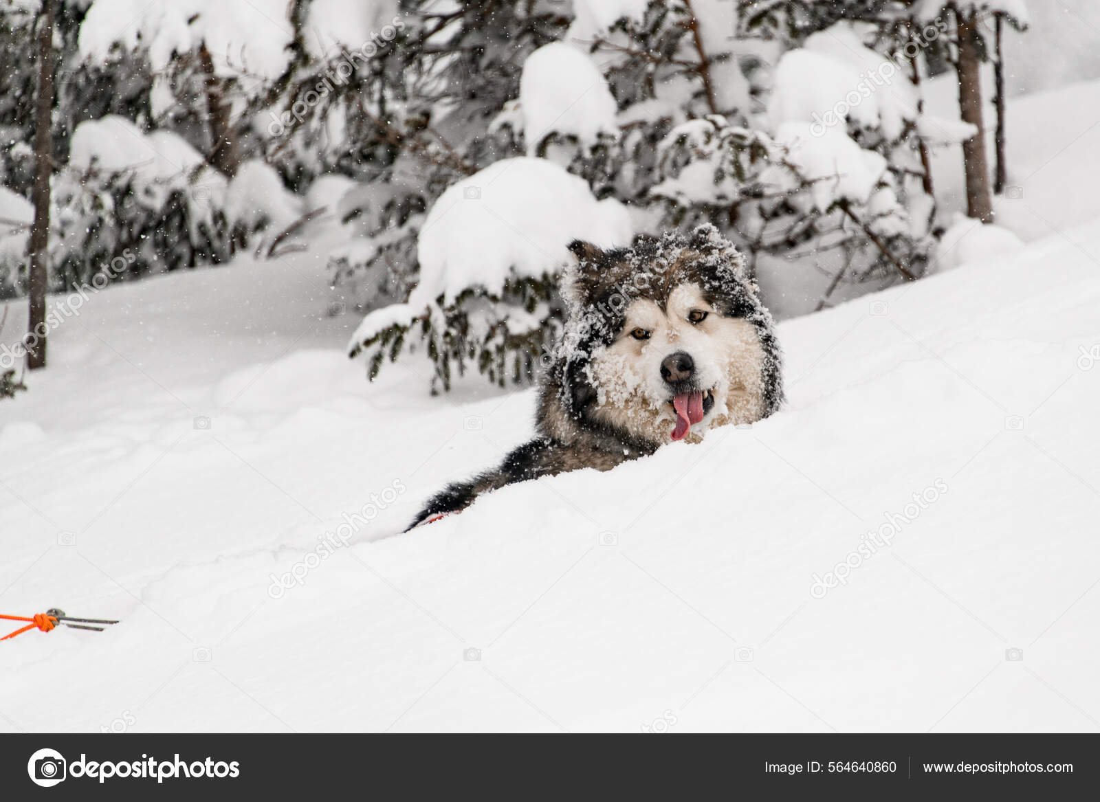 Big grey hotsell shaggy dog