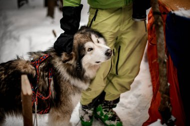 Gri kızak köpeğinin yakın plan fotoğrafı. Onu elleriyle okşayan adamın yanında.