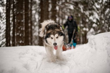 Güzel, tüylü kızak köpeği karlı yolda yürüyor ve kameraya bakıyor..