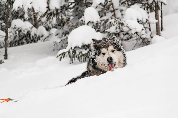 Big grey shaggy sled dog walk on trail in deep white powder snow — Stock Photo, Image