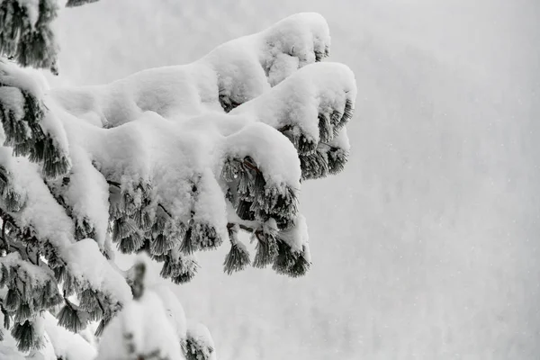 Close-up view of snow-covered branches of evergreen coniferous trees — Fotografia de Stock