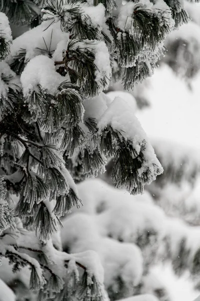 Close-up of snow-covered branches of evergreen coniferous trees — Fotografia de Stock