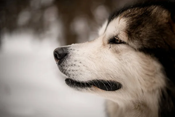 Close-up zijaanzicht van muilkorf van grote shaggy hond op wazig achtergrond. — Stockfoto