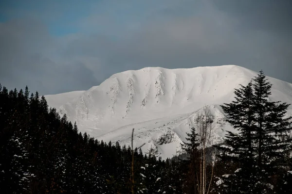 Schöne Aussicht auf schneebedeckte Berge und immergrüne Bäume im Vordergrund — Stockfoto