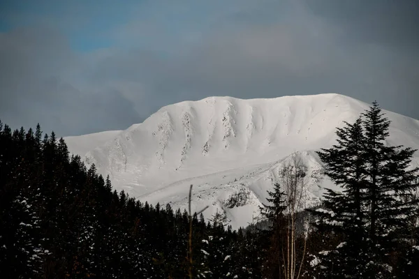 Belle vue sur la montagne enneigée et les arbres sempervirents au premier plan — Photo