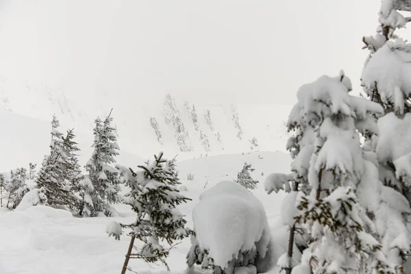 Snow-covered evergreen fir trees growing on a mountain slope — Stock Photo, Image