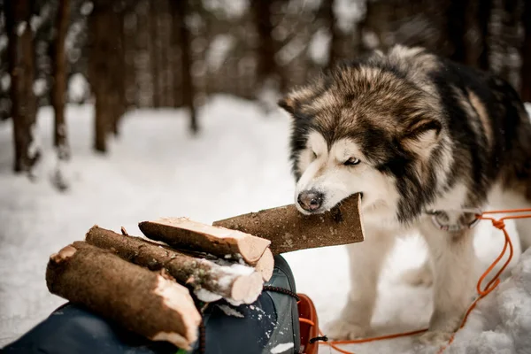 Grey shaggy trineo perro tira palo de madera por los dientes. Fondo borroso — Foto de Stock