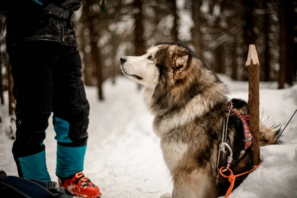 Vista lateral del perro de trineo sentado en el camino nevado en el bosque de invierno cerca de las piernas del hombre. Fondo borroso — Foto de Stock
