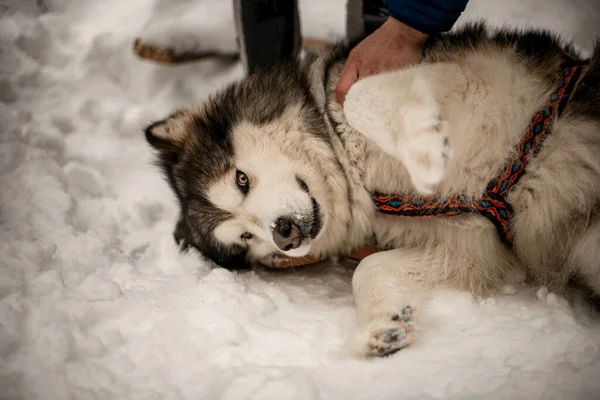 Close-up de cão de trenó desgrenhado deitado na neve — Fotografia de Stock