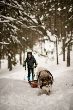 Güçlü köpek kış ormanlarında karlı bir patika boyunca ekipmanla bir kızak çeker. Arka planda bulanık kayakçı