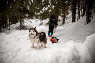 Shaggy dog, kış ormanlarında karlı bir patika boyunca ekipmanla bir kızak çeker. Arka planda bulanık kayakçı