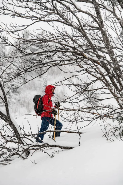 male tourist standing among trees and snow. Ski touring concept