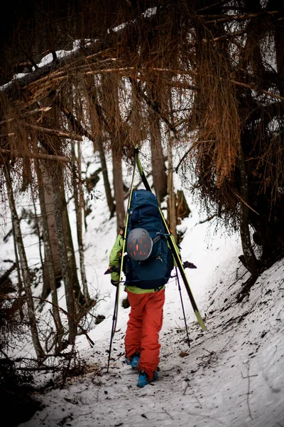 Rear view of male hiker with ski poles and backpack with skis in winter forest — ストック写真