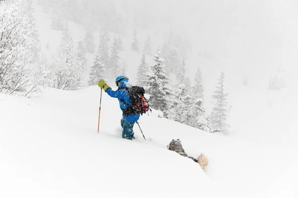 Skier with hiking equipment walking at snowy trail with dog. — ストック写真