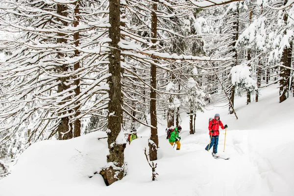 Three young travelers, male skier tourists with backpacks hiking on skis in deep snow in snow-covered fir-tree forest — ストック写真