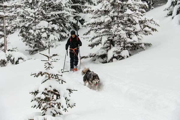 Gözlüklü ve miğferli kayakçı kayaklarını omuzlarında ve kayak direklerinde taşır..