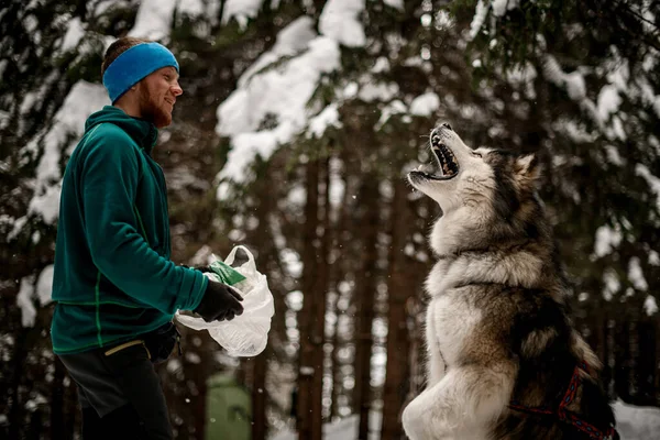 Hombre jugando con perro de trineo gris contra el telón de fondo de bosque de invierno borroso — Foto de Stock