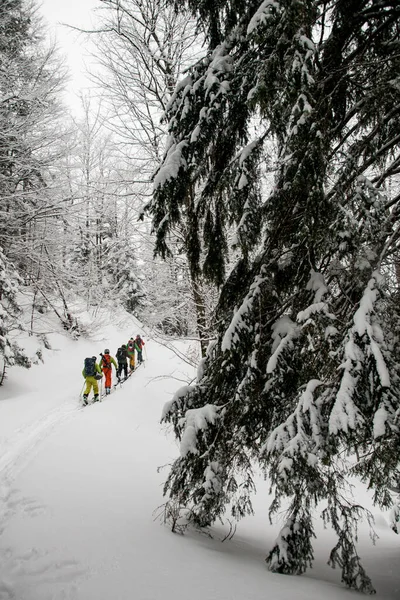 Skiers in bright costumes with ski equipment walks along winter snowy path among snow-covered evergreen fir trees — ストック写真