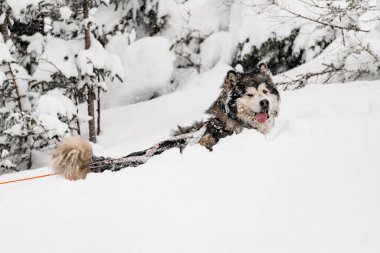 Güçlü kızak köpeği Alaska malamute dağlarda karda yürüyor.