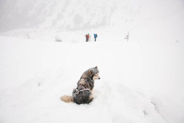 Kızak köpeği Alaska malamute kalın kabarık saçlı karda oturuyor