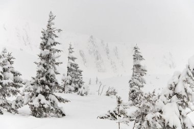 Kar yağarken karla kaplı bir grup izole çam ağacının inanılmaz manzarası..