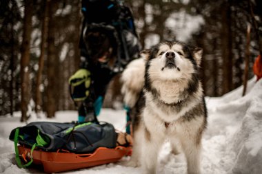 Güzel kızak köpeği Alaska Malamute koşumunu takmış duruyor ve yukarı bakıyor.