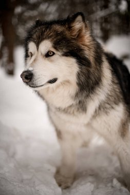 Kuzeyli köpek Alaska Malamute 'un portresi. Güzel sarı gözleri, kalın beyaz ve gri kürkü var.