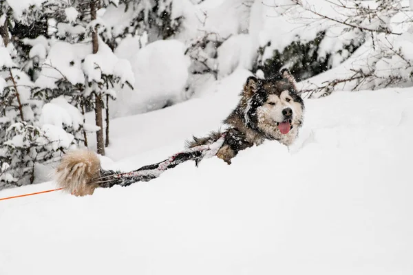 Strong sled dog Alaskan malamute wading through the snow in mountains — стоковое фото