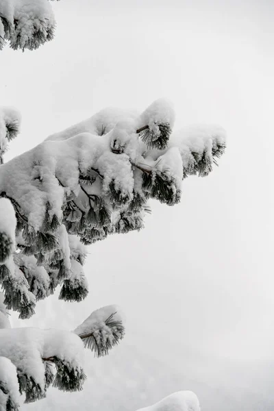 Pine tree branch completely covered with white fluffy snow — Fotografia de Stock