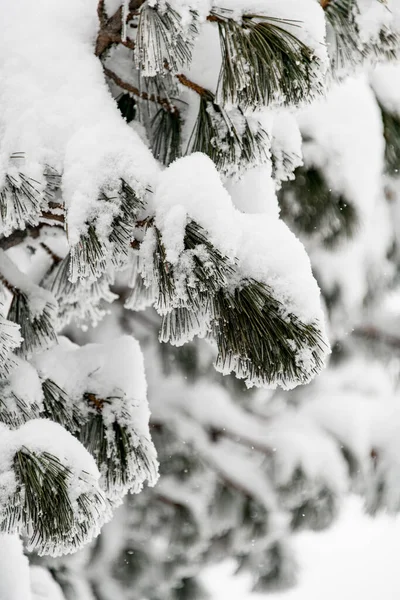 White fluffy snow covered the branches of an evergreen pine — Fotografia de Stock