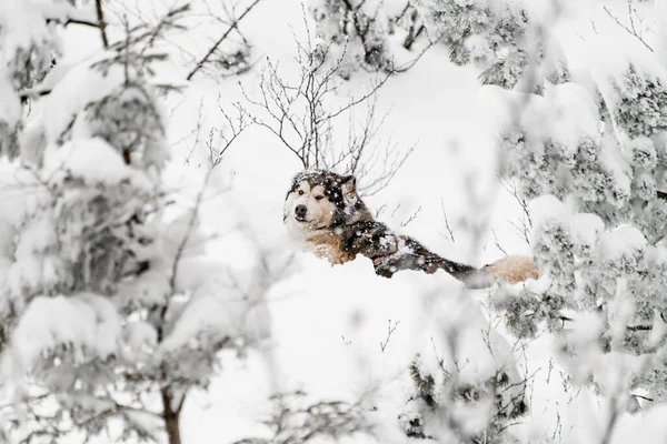 Focused photo on purebred dog Alaskan malamute wading through the snow — Stock Photo, Image