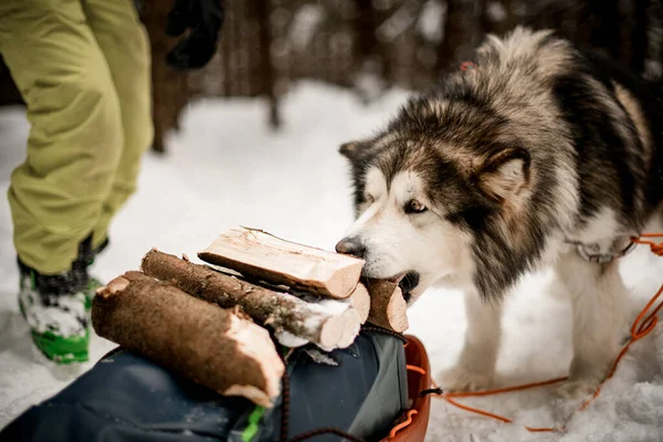 Northen fajta Alaskan Malamute álló hallani szánkó poggyász — Stock Fotó