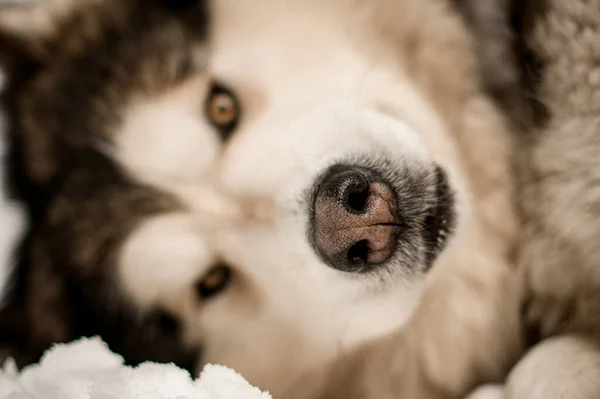 Sled hond Alaskan Malamute met mooie gele ogen ligt op sneeuw — Stockfoto