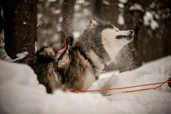 Mooie sledehond Alaskan Malamute in harnas staande tegen bomen achtergrond — Stockfoto