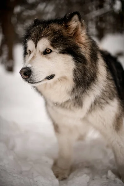 Retrato de perro de raza norteña Alaska Malamute con hermosos ojos amarillos y gruesa piel blanca y gris — Foto de Stock