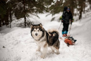 Alascan Malamute üzerine odaklanmış portre. Kalın kürkü karla kaplı patikada duruyor.