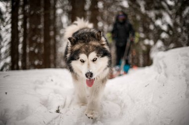 Kızak köpeği Alascan Malamute 'un odaklanmış fotoğrafı. Kalın kürkü karla kaplı patikada koşuyor.