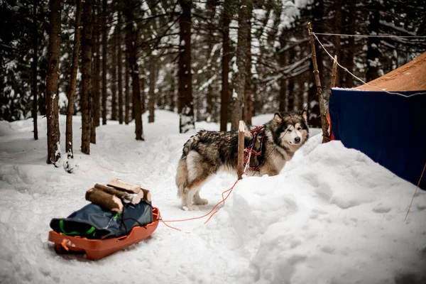 Güzel kızak köpeği Alaska Malamute, çadırın yanında duruyor.